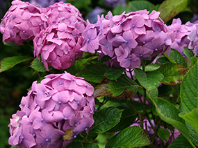 Meer weten over de hortensia?