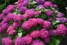 Meer informatie over de hortensia