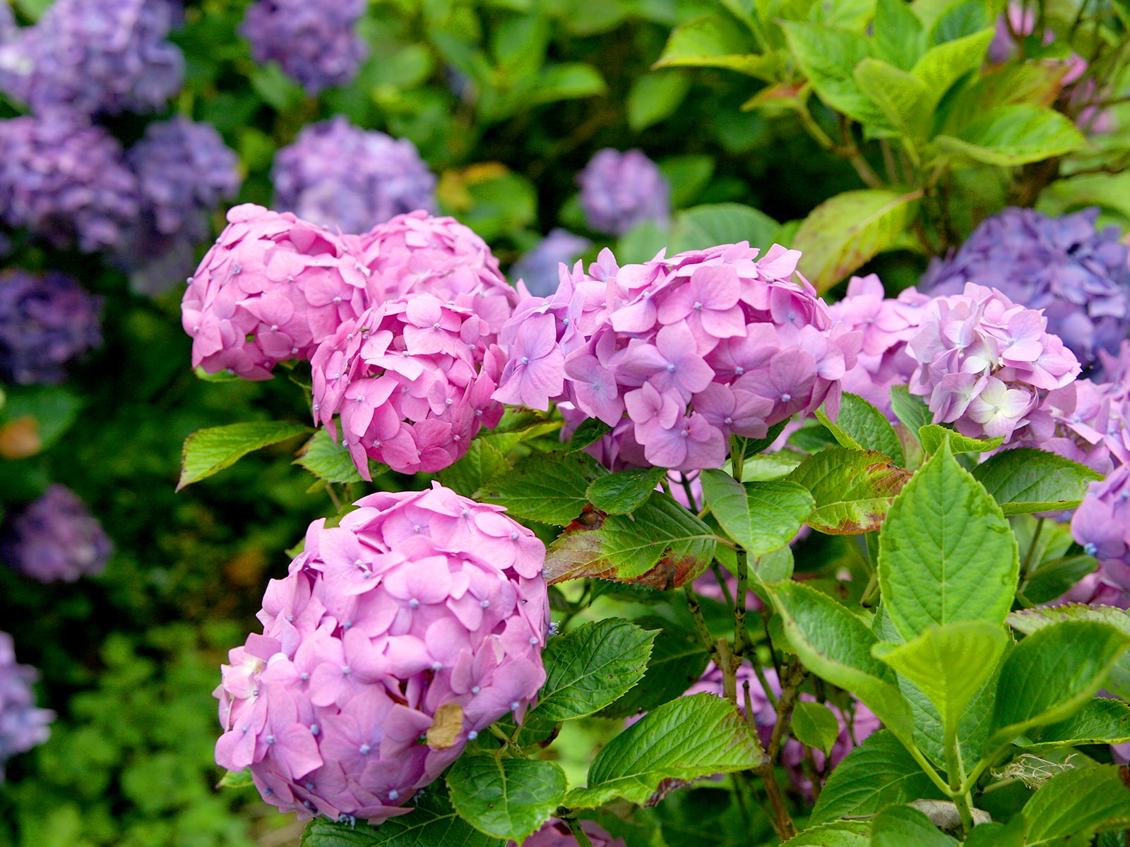 Specialist in hortensia's